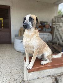 Zuleia, cagnolina di 2 anni