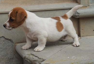 Jack Russell zampa molto corta c.om\pr.o