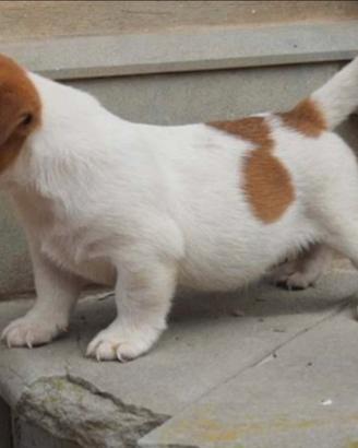 Jack Russell zampa molto corta c.om\pr.o