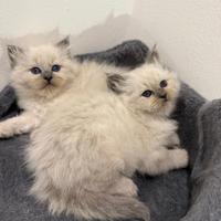 Gatti Cuccioli Sacro di Birmania
