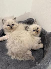 Gatti Cuccioli Sacro di Birmania