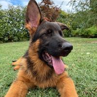 Cuccioli di pastore tedesco