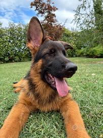 Cuccioli di pastore tedesco