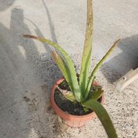 Vaso con pianta grassa (ALOE).