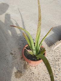 Vaso con pianta grassa (ALOE).