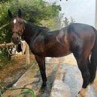 Cavallo salto ostacoli