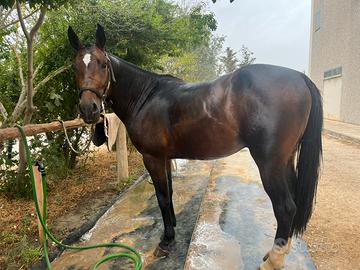 Cavallo salto ostacoli