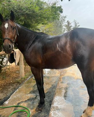 Cavallo salto ostacoli
