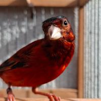 F1 ibrido tra cardinalino e canarina