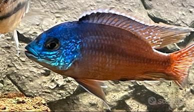 Avanotti protomelas namalje (pesci)