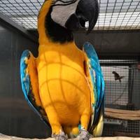Pappagalli coppie e singoli varie specie ADULTI