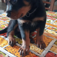 Cucciolo di rotweiller