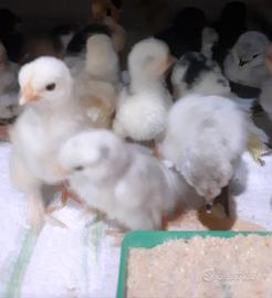 Galline pulcini