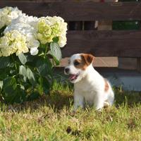 Jack Russell Terrier Cucciola