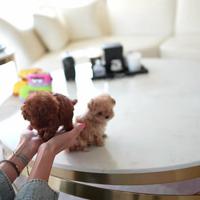 Barboncino mini mini Toy e Toy di due mesi e mezzo