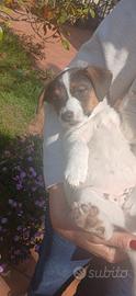 Femminuccia Jack russell
