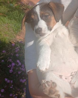 Femminuccia Jack russell