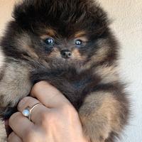 Pomerania mini mini
