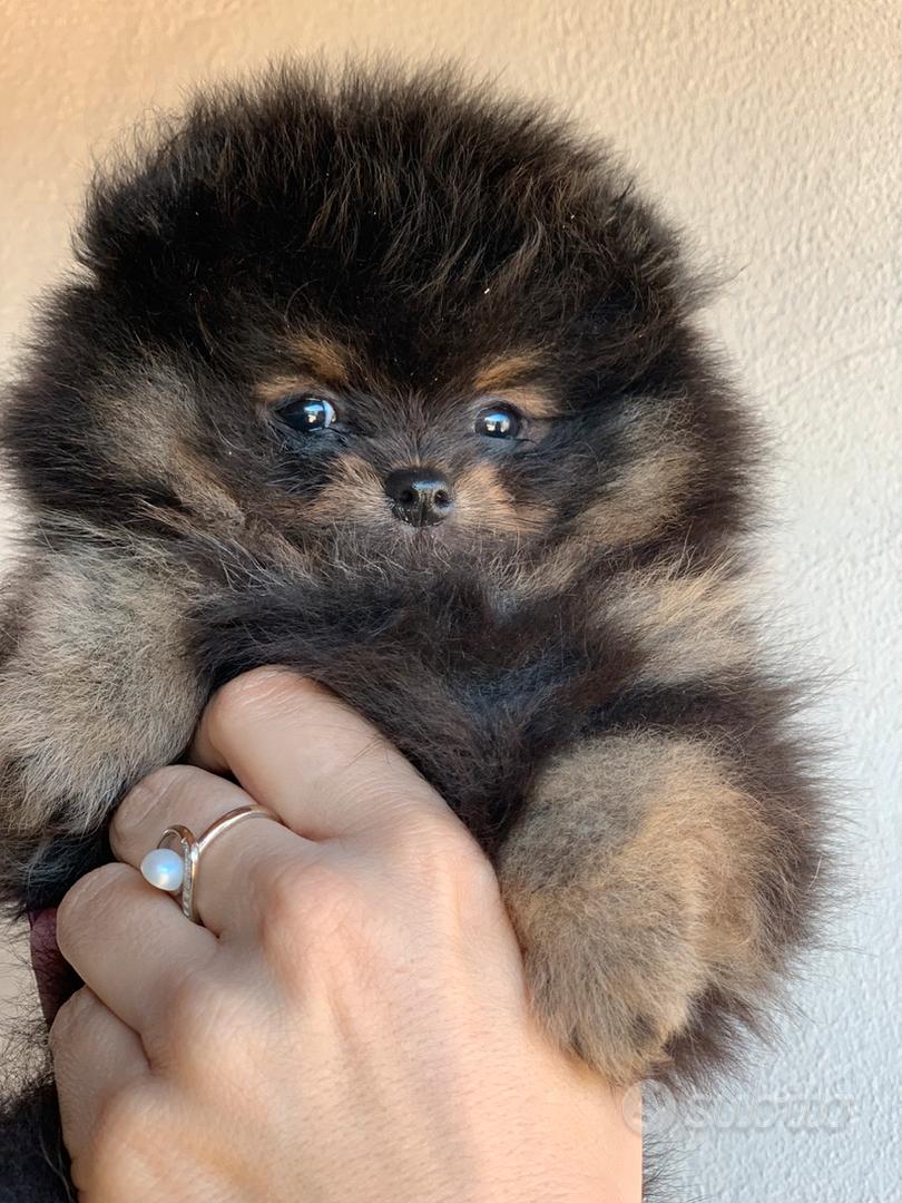 Pomerania mini mini - Animali In vendita a Roma