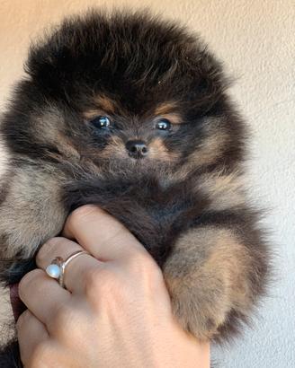 Pomerania mini mini