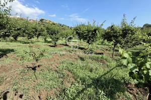 Terreno agricolo - Piedimonte Etneo