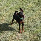 Pinscher femmina