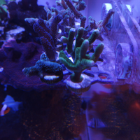 Coralli SPS - acquario marino