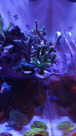 Coralli SPS - acquario marino
