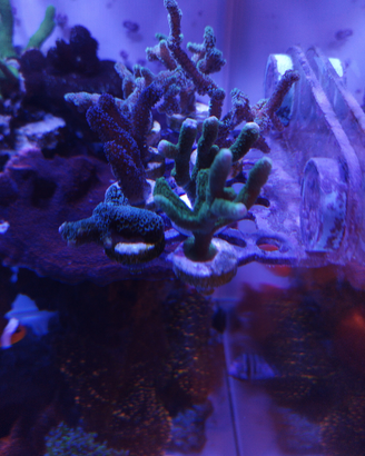 Coralli SPS - acquario marino