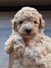 Cucciolo maschio barboncino toy albicocca