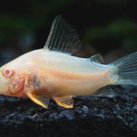 Corydoras albini