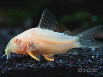 Corydoras albini