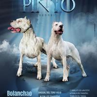 Cuccioli dogo argentino