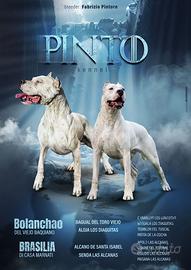 Cuccioli dogo argentino