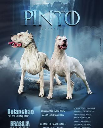 Cuccioli dogo argentino