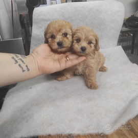 Maltipoo cuccioli ( barboncino maltese)