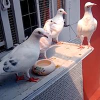 Colombi Viaggiatori Beak Fine