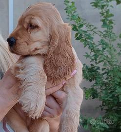 Splendidi cuccioli di cocker spaniel inglese