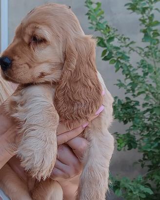 Splendidi cuccioli di cocker spaniel inglese