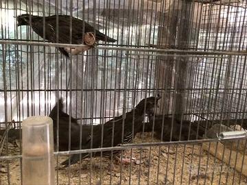 Coppia Colini della California