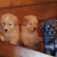 Cuccioli Pastore della Sila