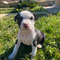 Cuccioli di Amstaff Red nose Blue