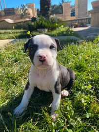 Cuccioli di Amstaff Red nose Blue