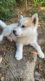 Husky Siberian