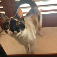 Zara, gattina di 5 mesi