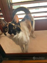 Zara, gattina di 5 mesi