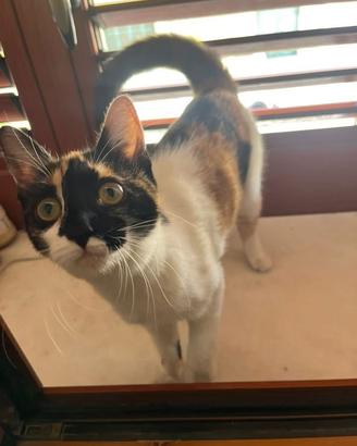 Zara, gattina di 5 mesi