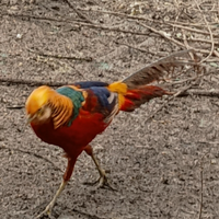 Fagiani dorato rosso