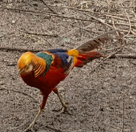 Fagiani dorato rosso