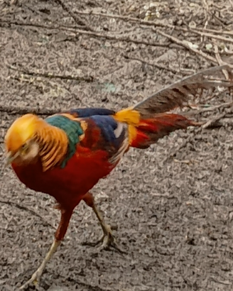 Fagiani dorato rosso